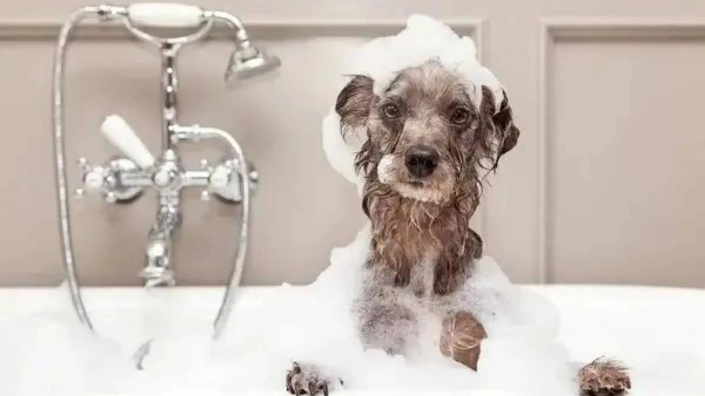 How often dog bath